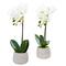 Phalaenopsis Orchid Artificial Arrangement (Set of 2)